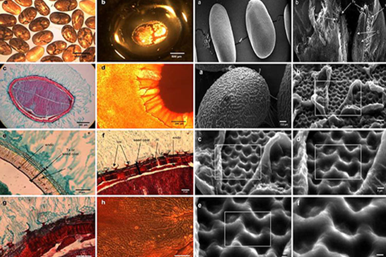 مکانیسم دانه چیا بر لاغری