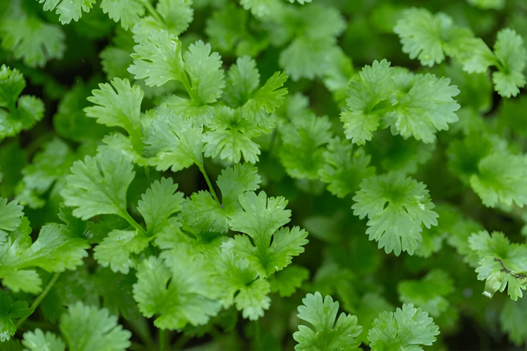 مقایسه برگ جعفری خشن و گشنیز دندانه‌دار برای تشخیص سریع