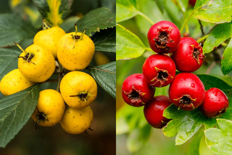 زالزالک قرمز و زرد