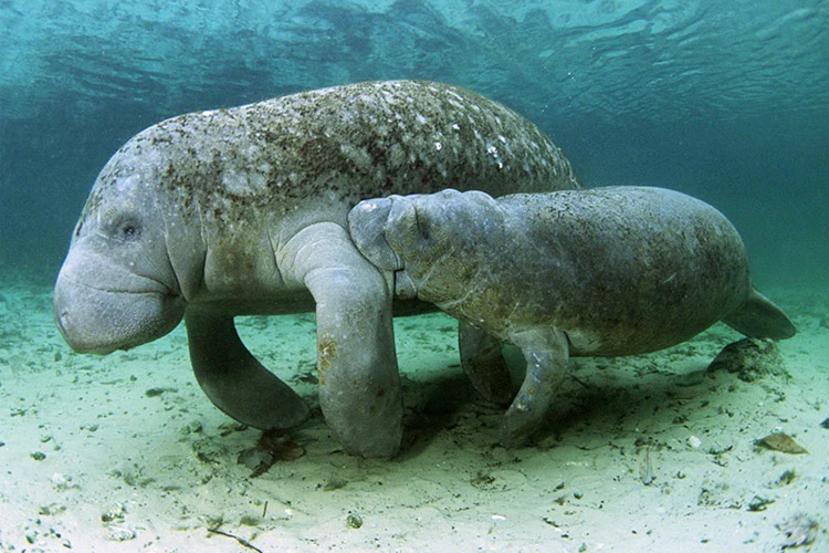 عکس گاودریایی مانتی (manatee)