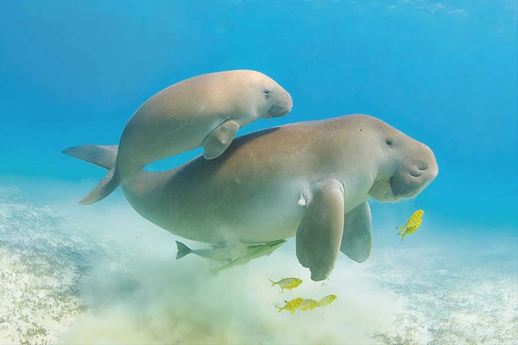 عکس گاودریایی دوگونگ (dugong)