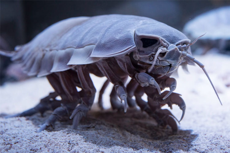 تصویر ایزوپود غول‌پیکر (bathynomus giganteus)