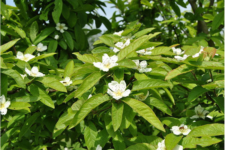 گل گیاه کونوس