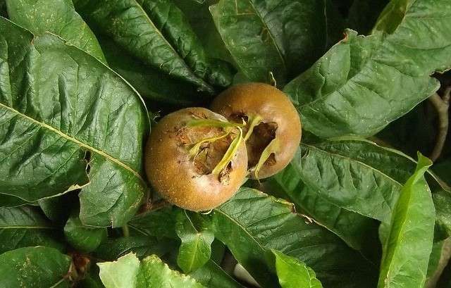 کونوس چیست؟ راهنمای کامل میوه کونوس