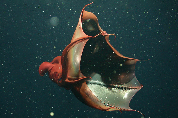 تصویر ماهی مرکب خون‌آشام (vampyroteuthis infernalis)